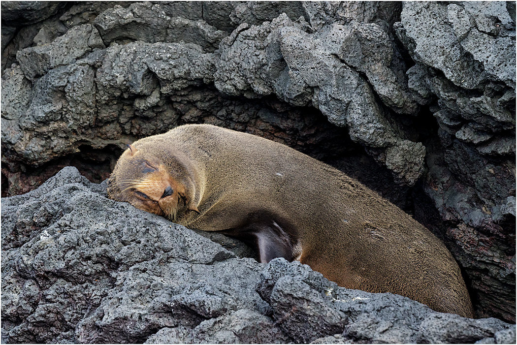 Galapagos Fur Seal