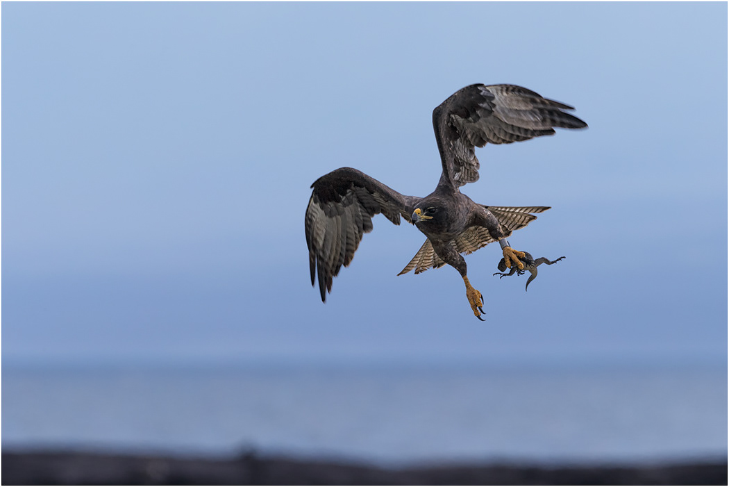 Galapagos carrying young Marine Iguana