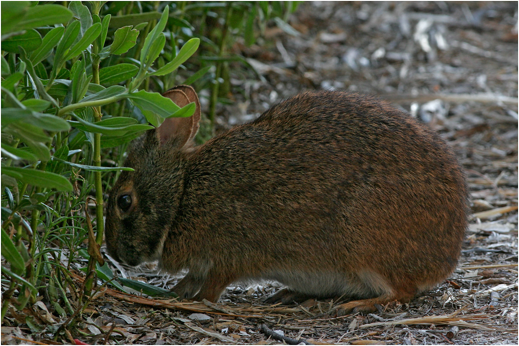Marsh Rabbit, Florida
