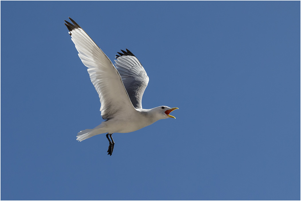 Kittiwake in flight