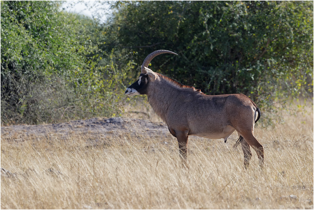 Roan Antelope - Chobe NP, Botswana