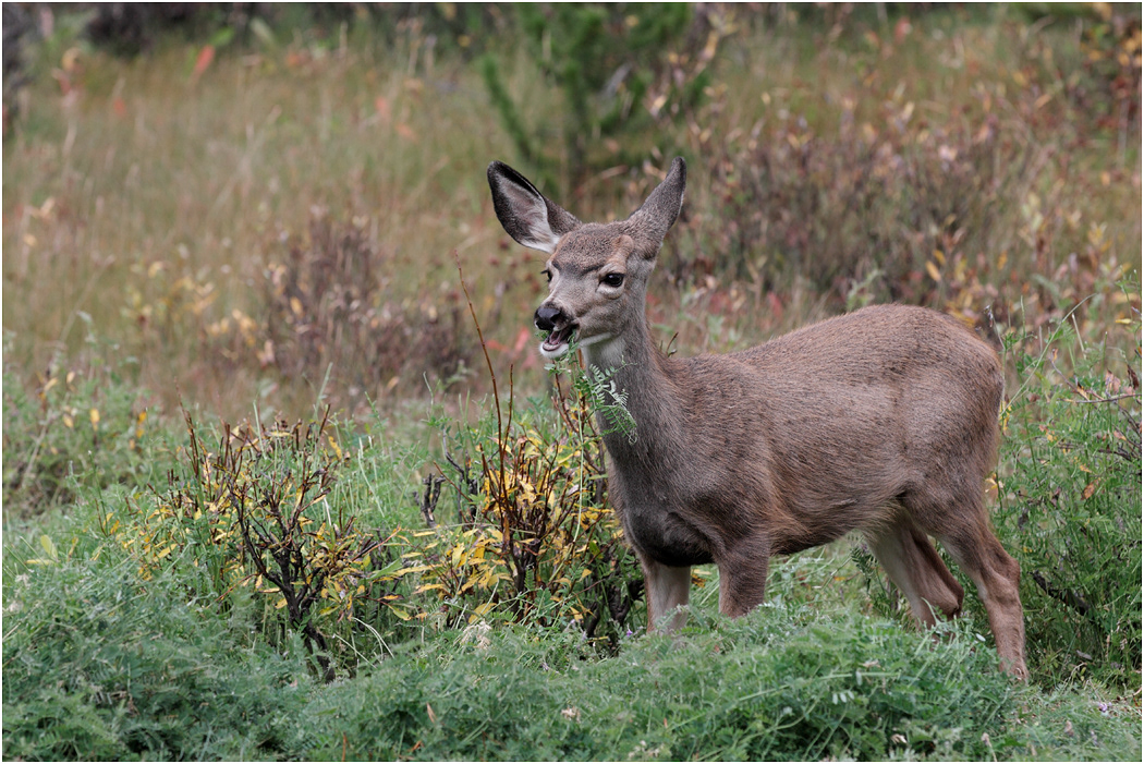 Mule Deer fawn grazing on vetch, Alberta, Canada