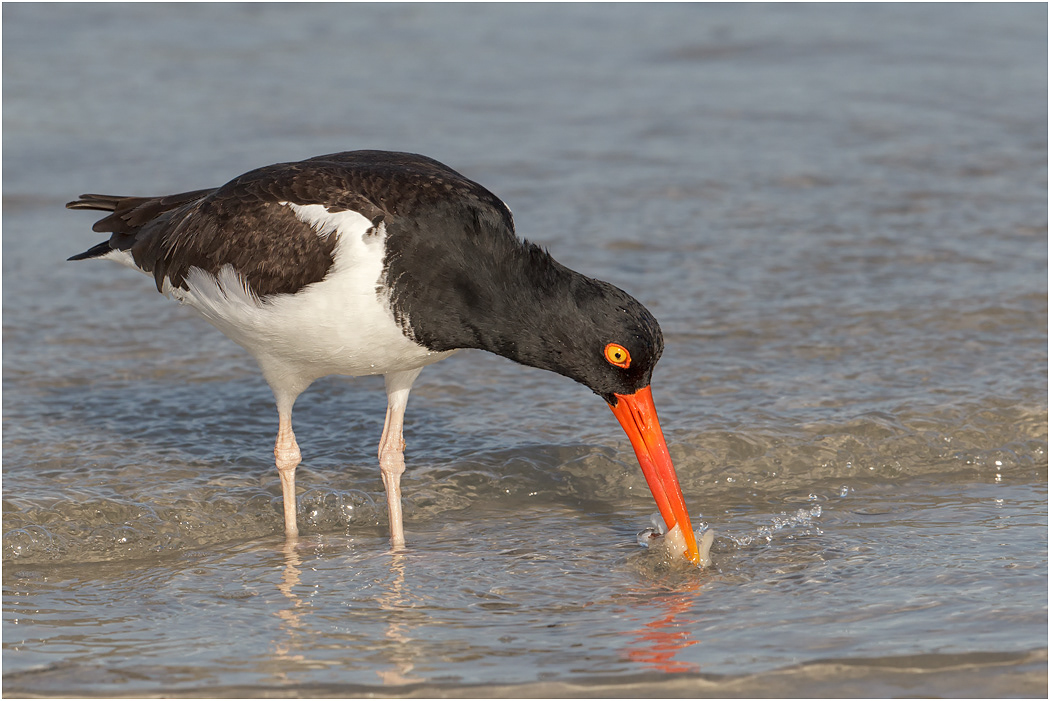 American Oystercatcher feeding, Florida, USA