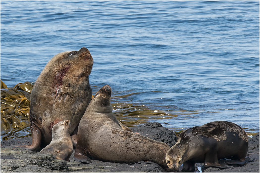 Southern Sea Lion Bull with females