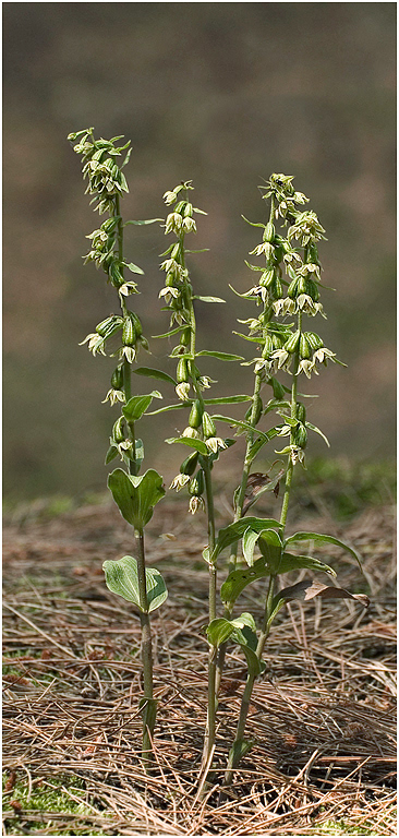 Pendulous-flowered Helleborine