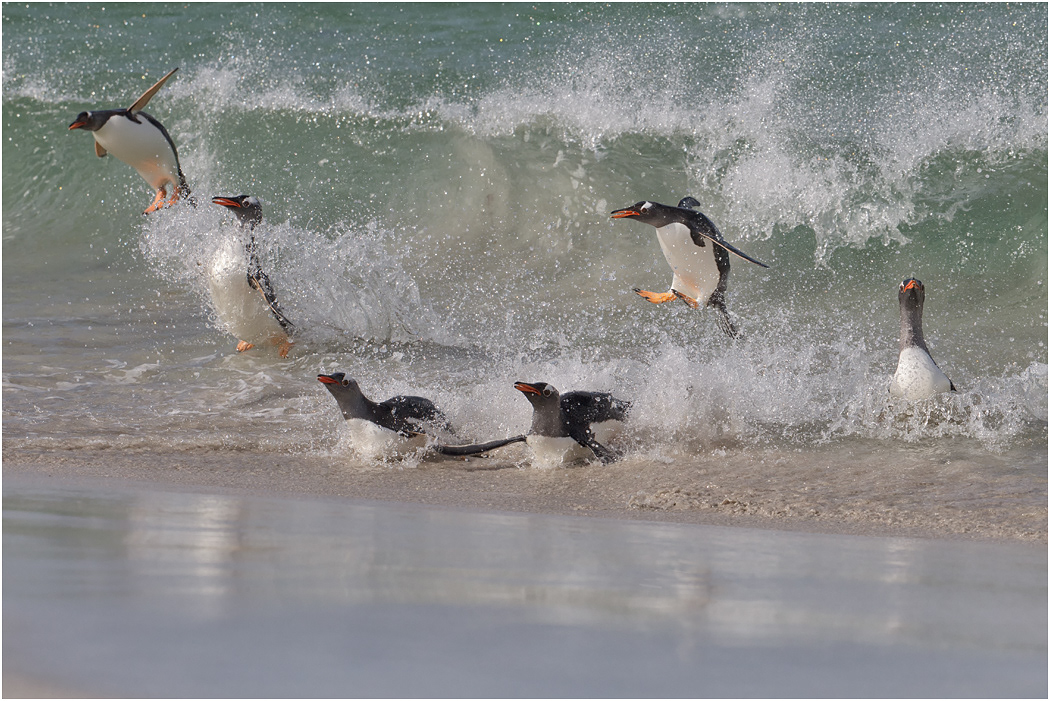 Gentoo Penguins returning ashore