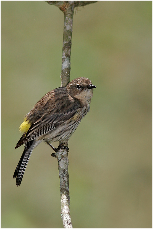 Yellow-rumped Warbler, Florida, USA