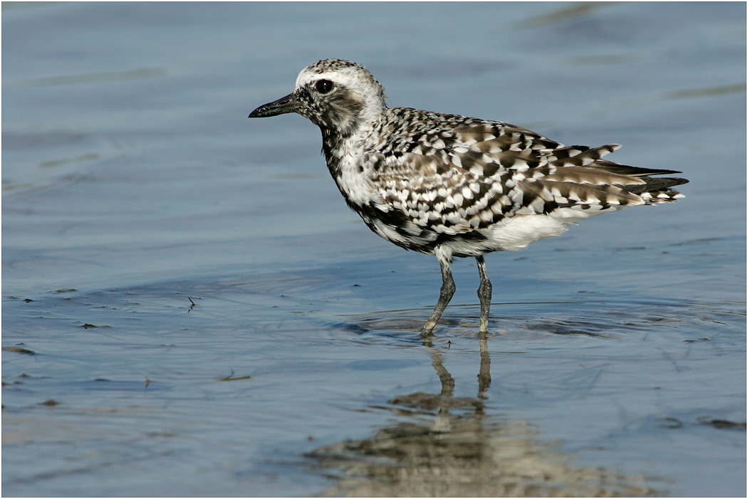 Black-bellied Plover, Florida, USA