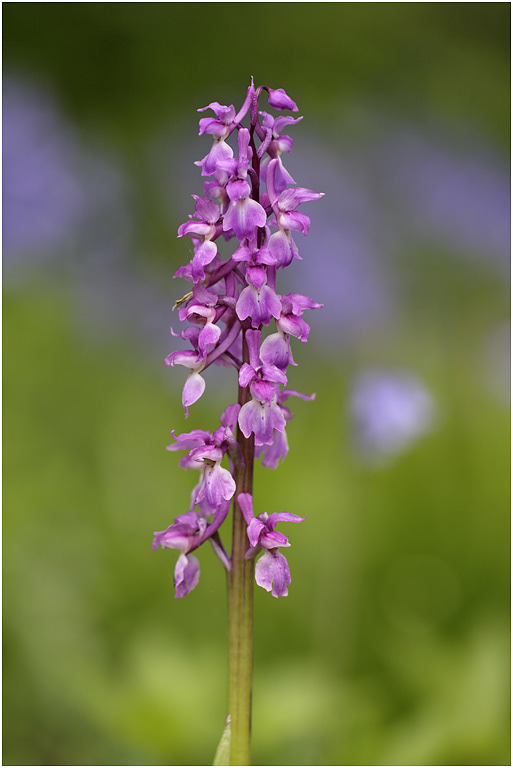 Early Purple Orchid