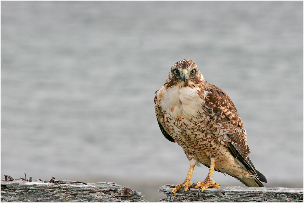 Immature Variable Hawk