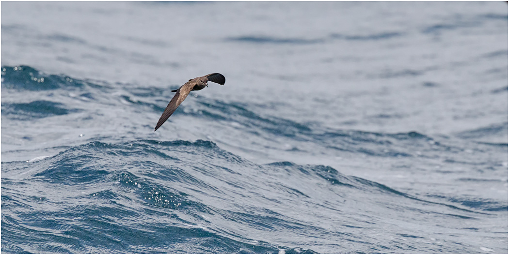 Galapagos Storm Petrel