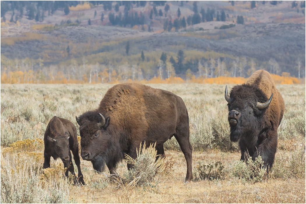 Bison Bull pursuing Cow with calf, Teton NP, Wyoming, USA