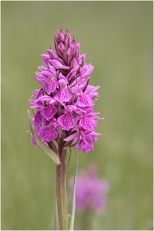 Southern Marsh x Pugsley's Marsh Orchid