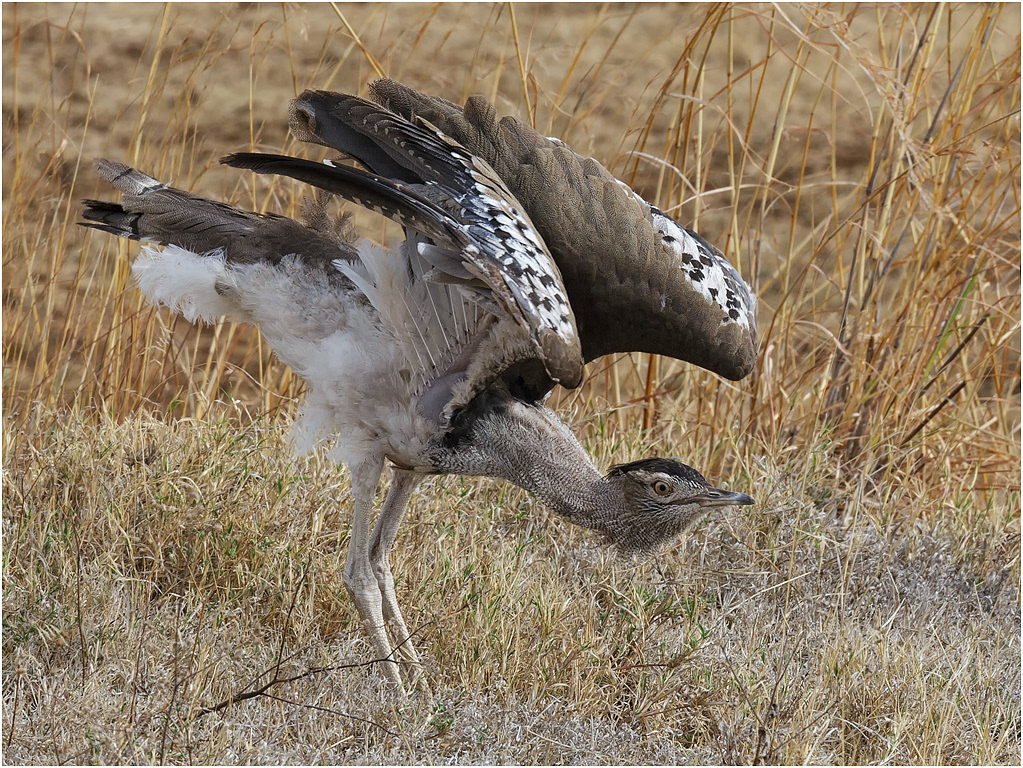 Kori Bustard stretching - Ngorongoro Crater, Tanzania
