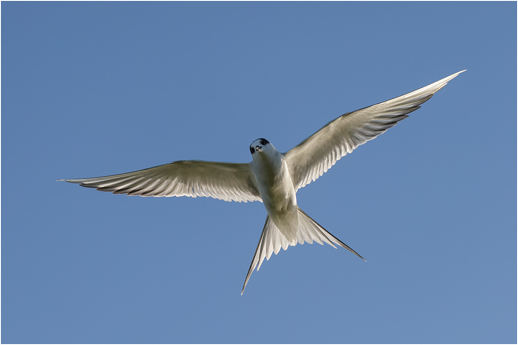 Arctic Tern juvenile - Iceland