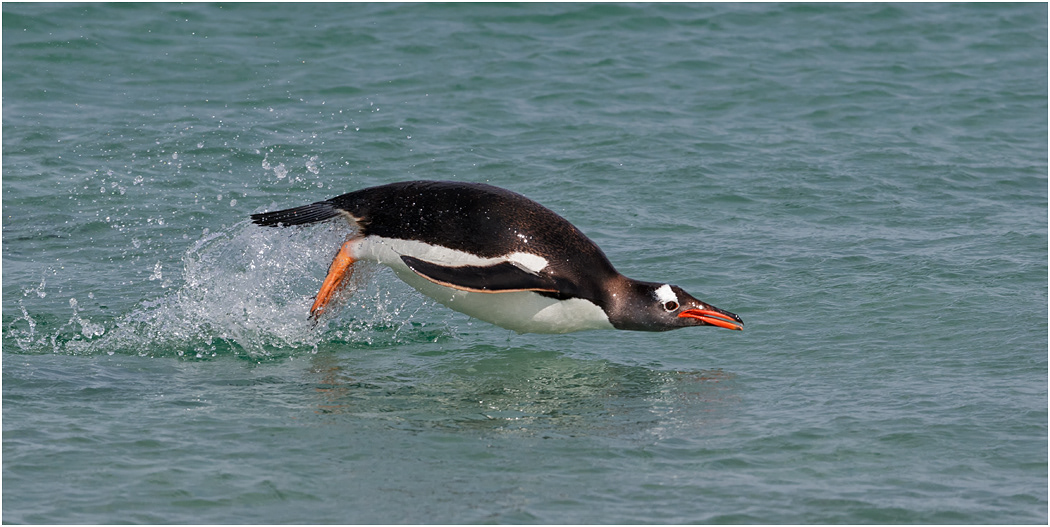 Gentoo Penguin porpoising