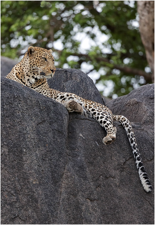 Leopard, resting after feeding - Central Serengeti, Tanzania