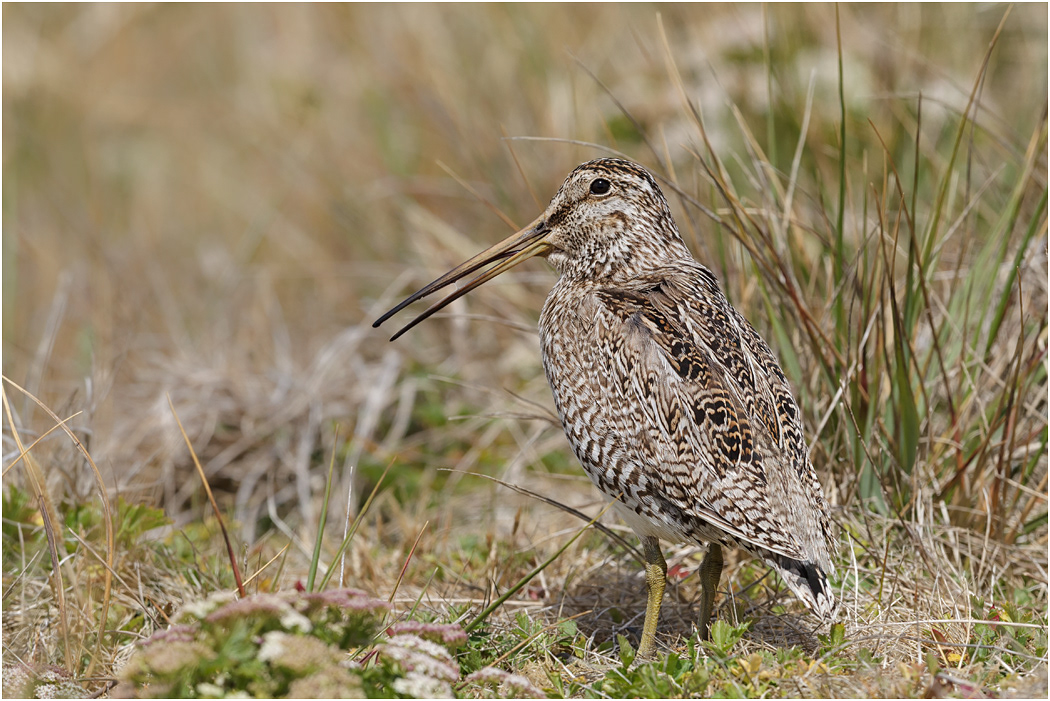 South American Snipe calling