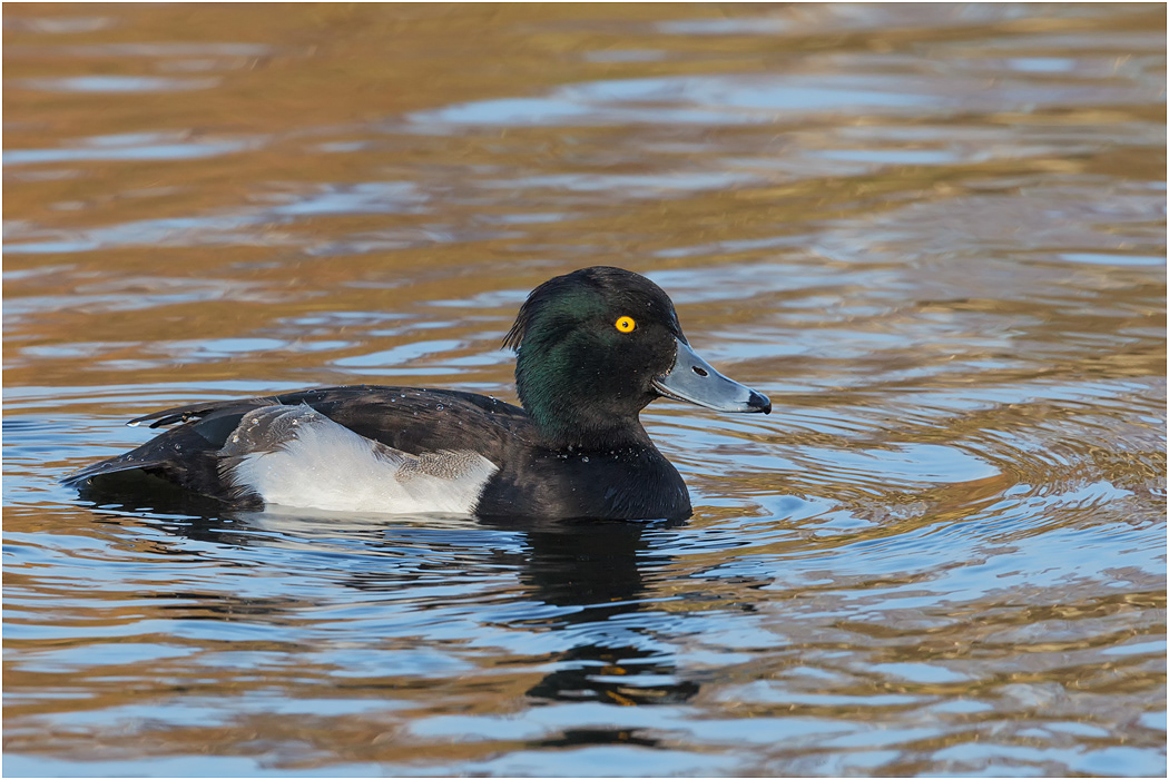 Tufted Duck, Drake