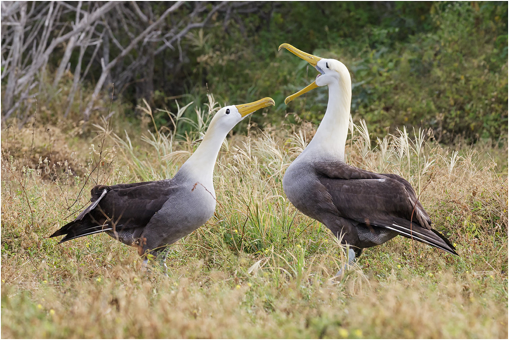 Waved Albatross courtship, Española, Galapagos Islands