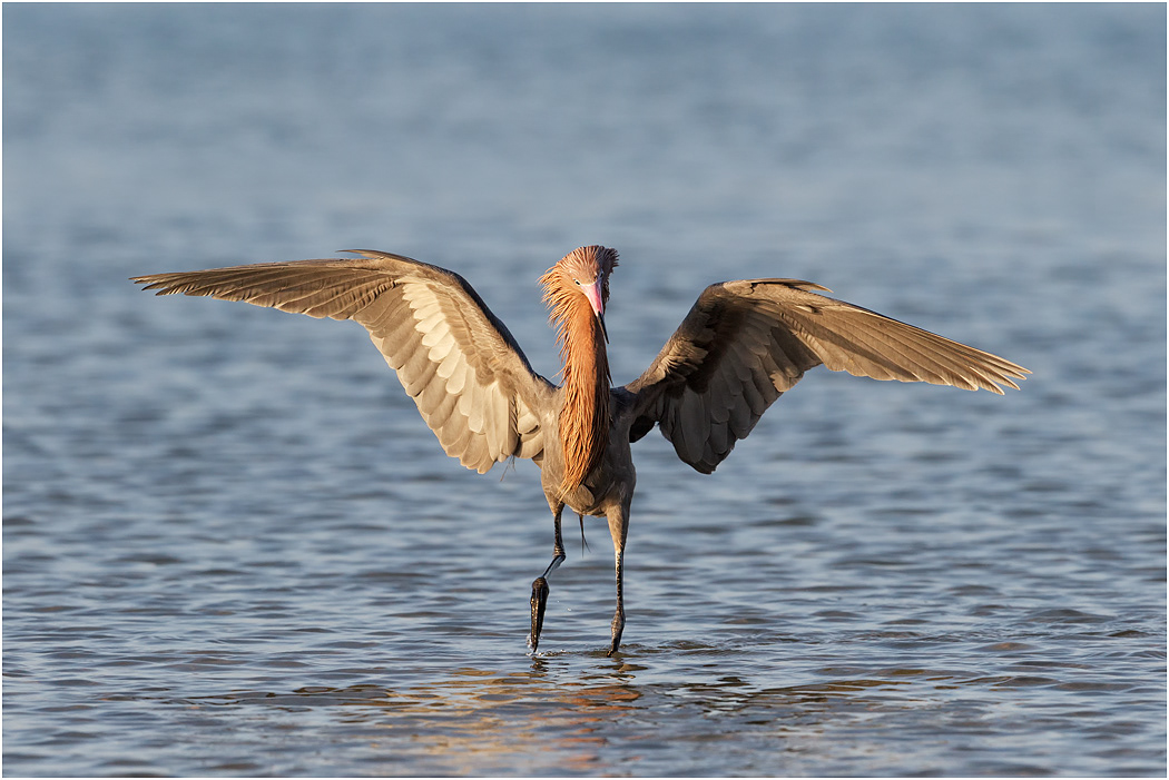 Reddish Egret, Florida, USA