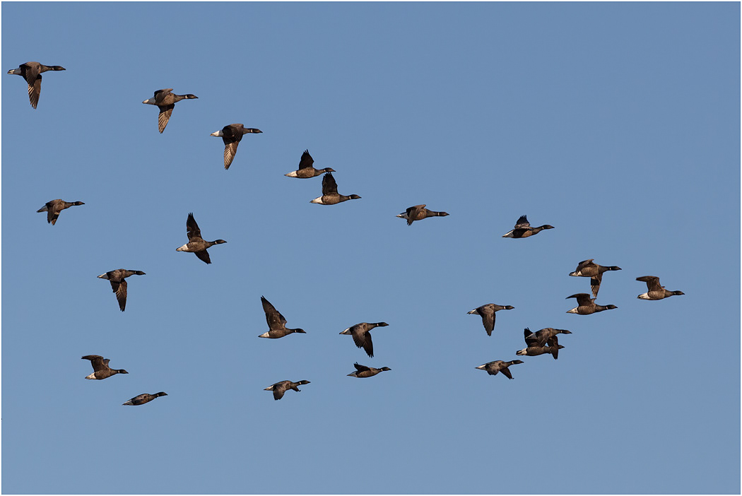 Brent Geese flight formation