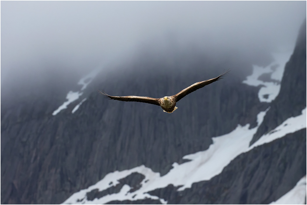 White-tailed Eagle, Norway