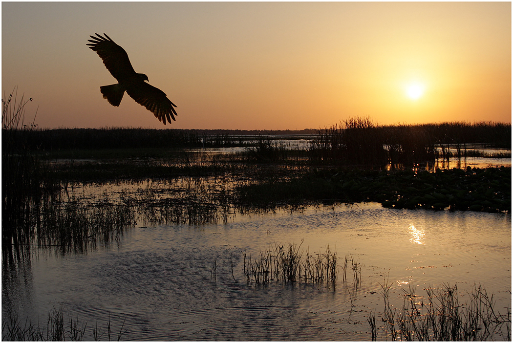 Snail Kite at sunset, Florida, USA