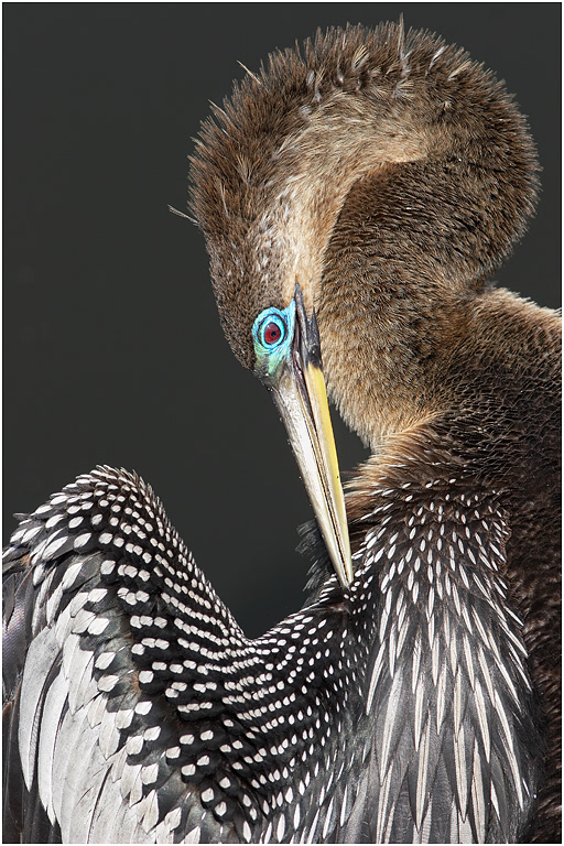 Anhinga, Florida, USA