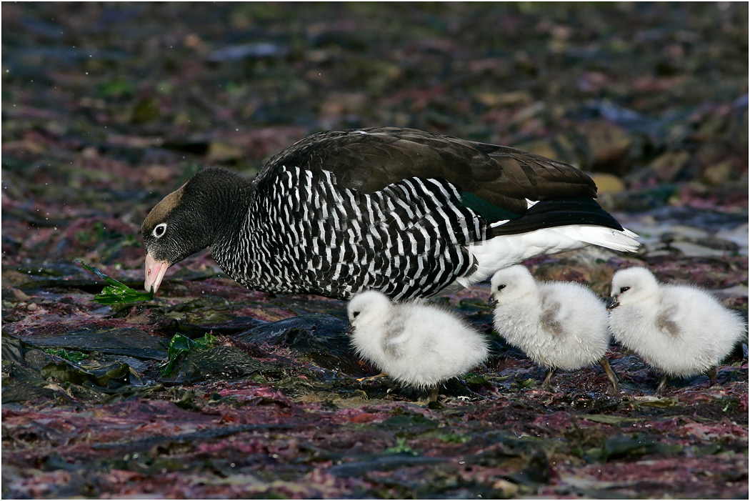 Kelp Goose, female with chicks