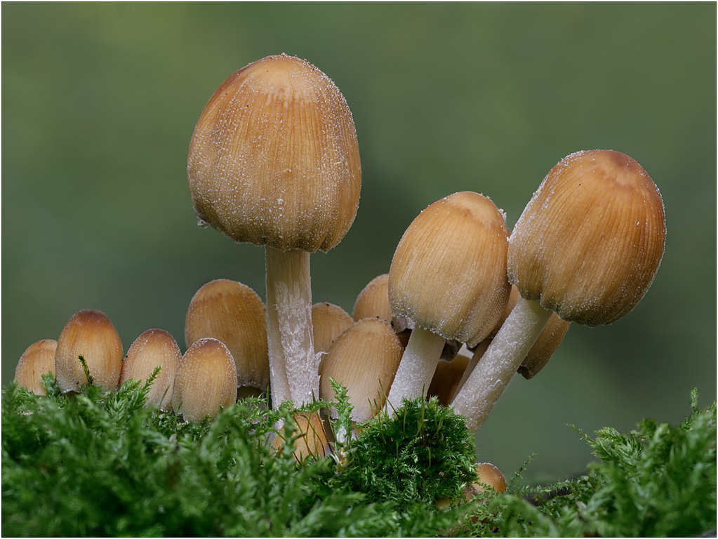 Gistening Ink Cap - Coprinus micaceus