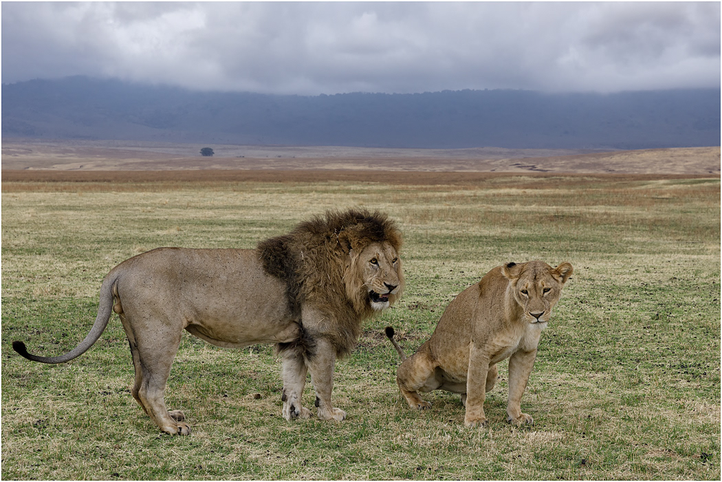 Lions, courting pair - Ngorongoro Crater, Tanzania