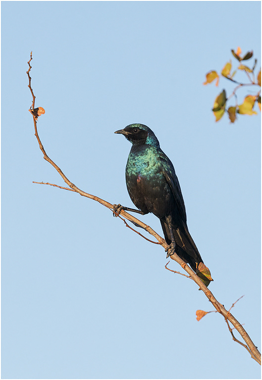 Burchell's Starling - Chobe River, Botswana
