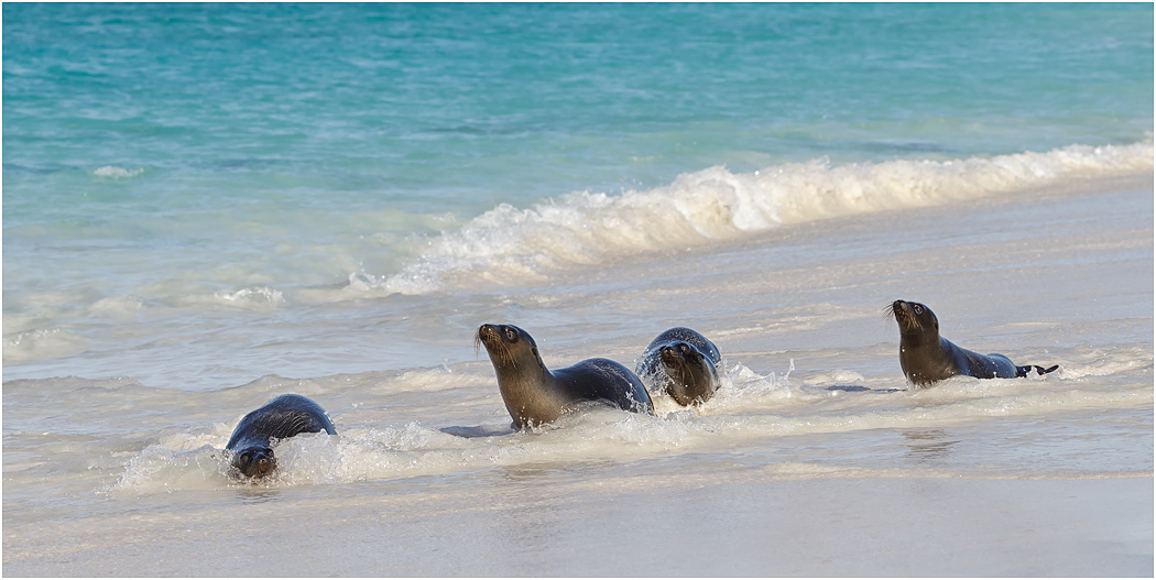 Galapagos Sea Lions coming ashore
