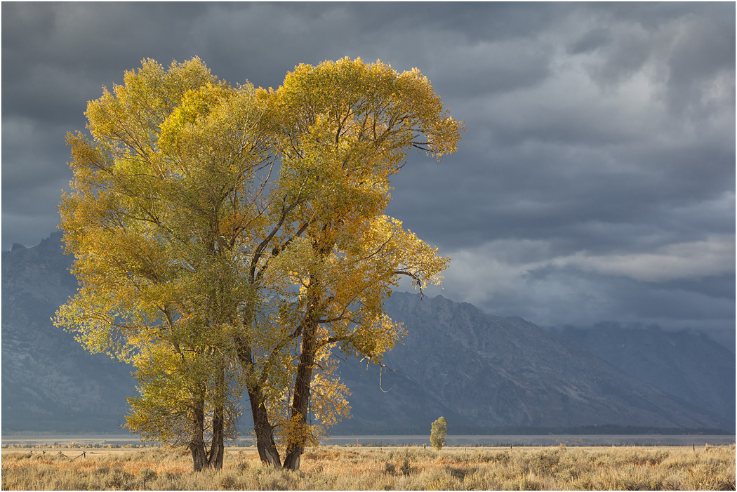 Autumn colour, The Tetons, Teton NP, USA