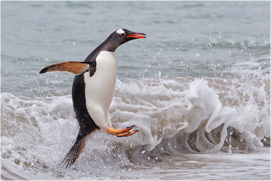 Gentoo Penguin coming ashore