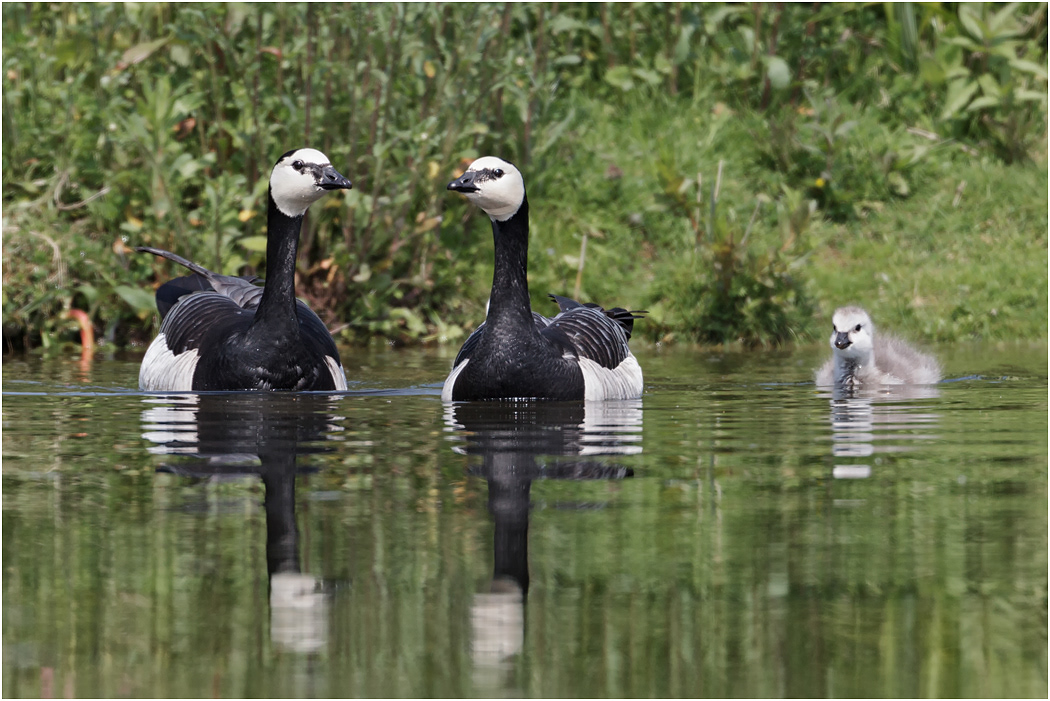 Barnacle Geese with chick