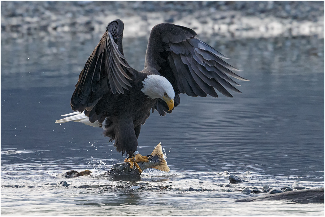 Bald Eagle with catch, Chilkat River, Alaska