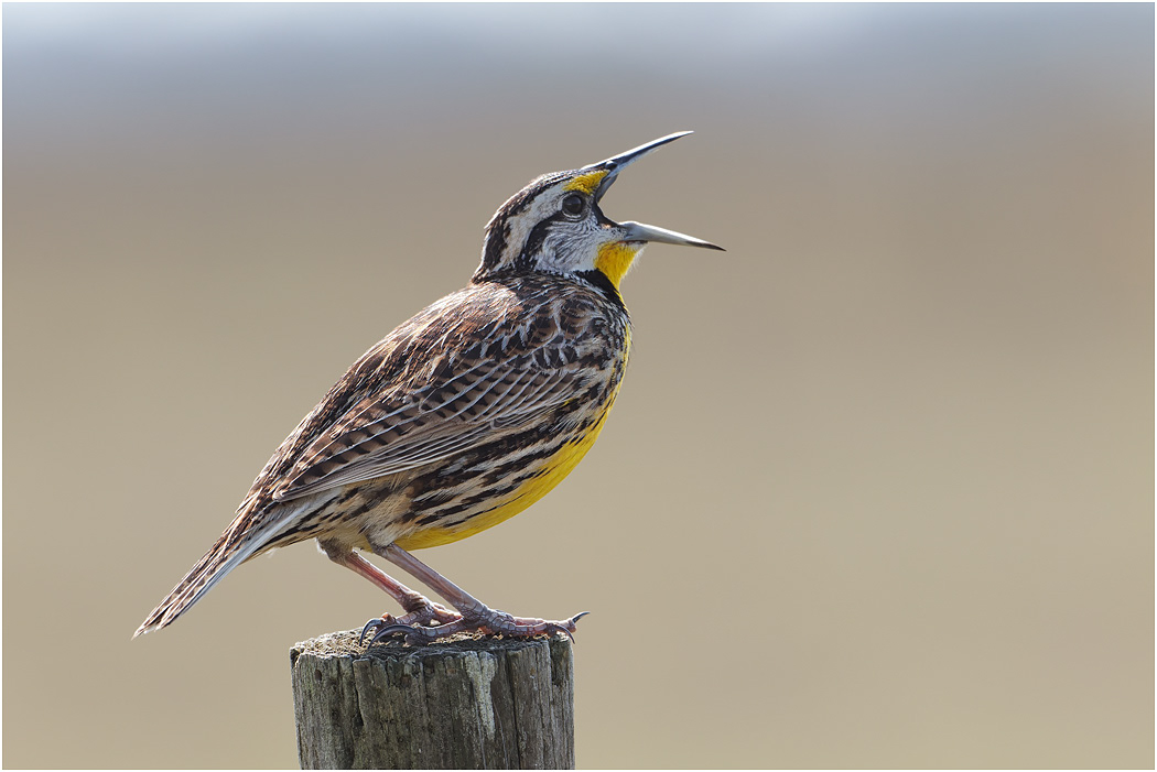 Eastern Meadowlark, Florida, USA
