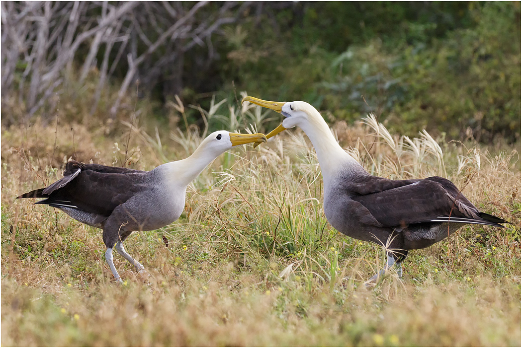 Waved Albatross courtship, Española, Galapagos Islands