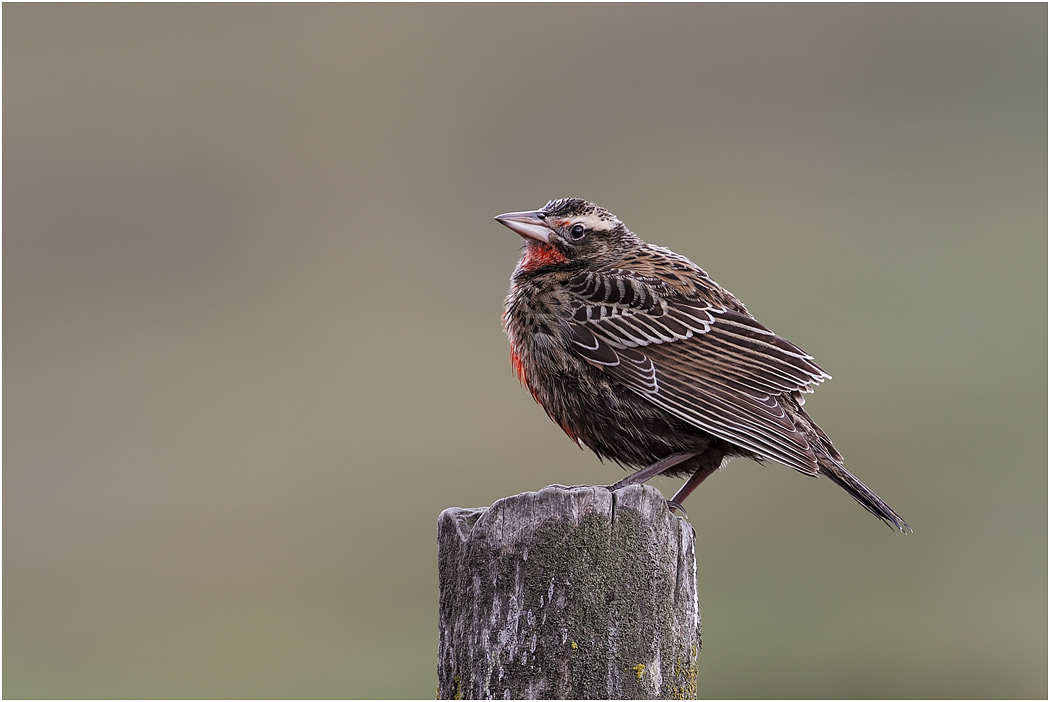 Young Long-tailed Meadow Lark