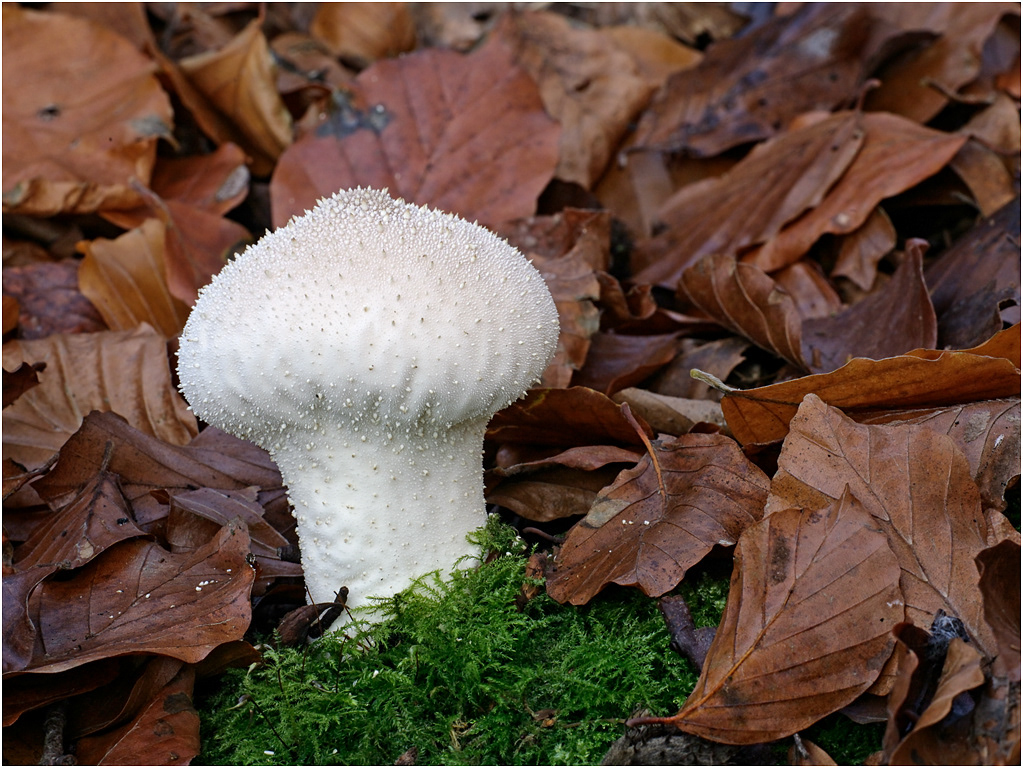 Common Puffball - Lycoperdon perlatum