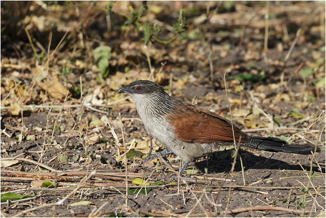 White-browed Coucal - Chobe NP, Botswana