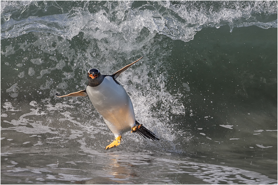 Gentoo Penguin freestyle surfing