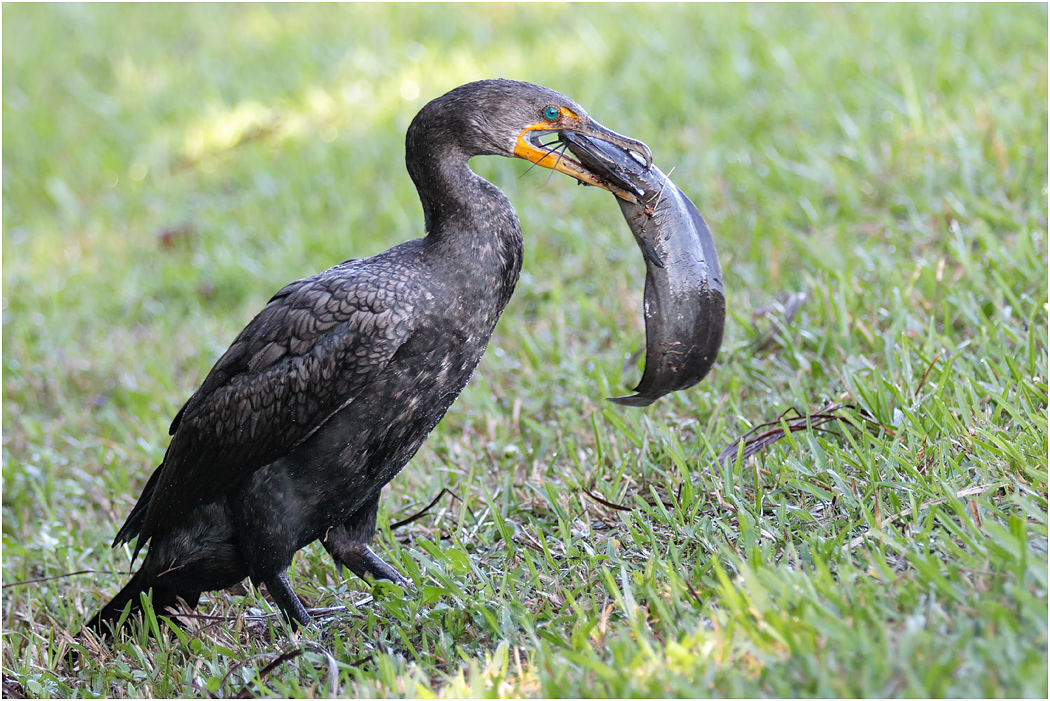 Double-crested Cormorant, Florida, USA