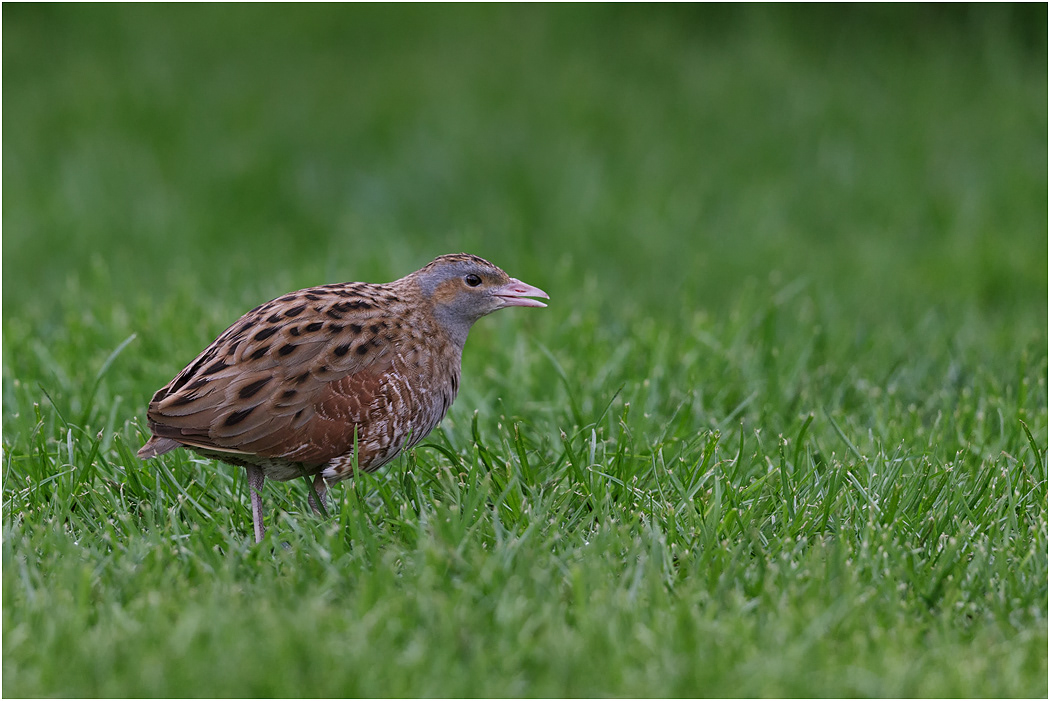 Corncrake