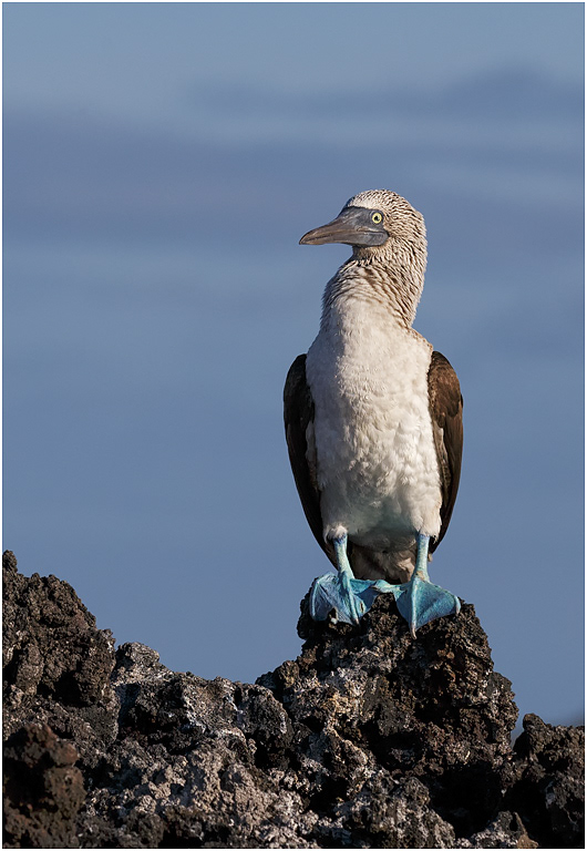 Blue-footed Booby, Galapagos Islands