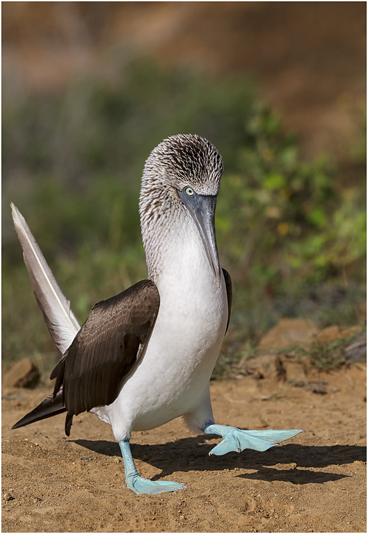 Blue-footed Booby - courtship dance, Galapagos Islands