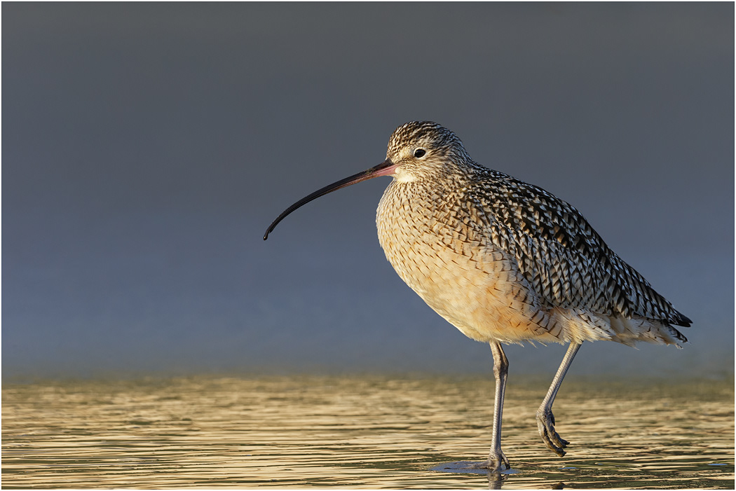 Long-billed Curlew, California, USA