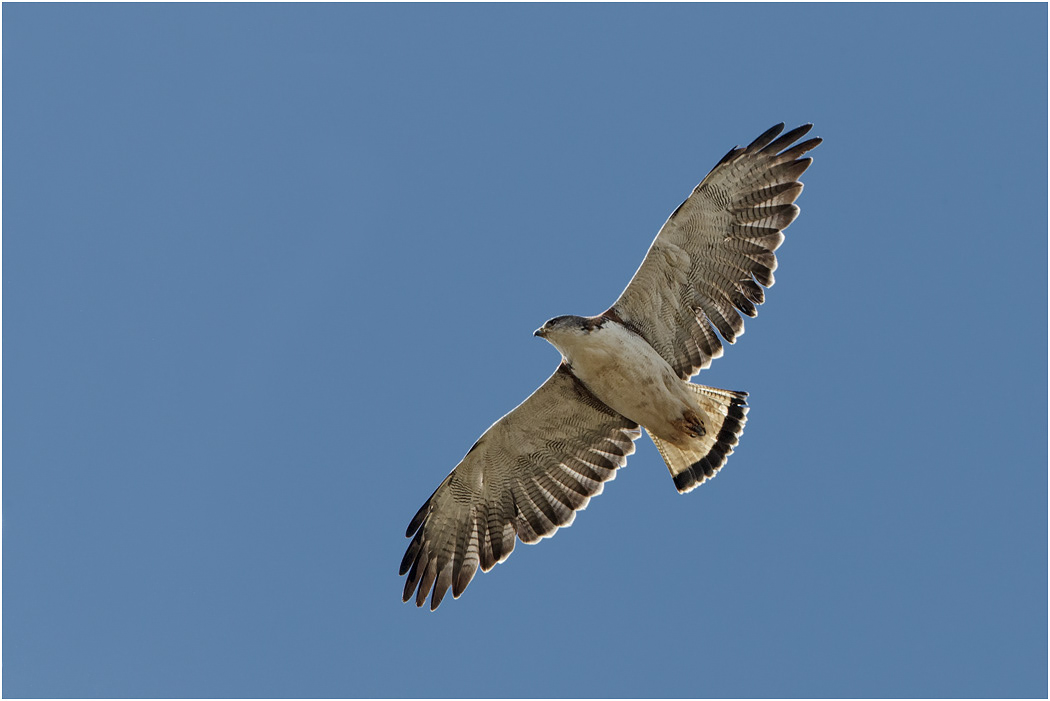 Variable Hawk